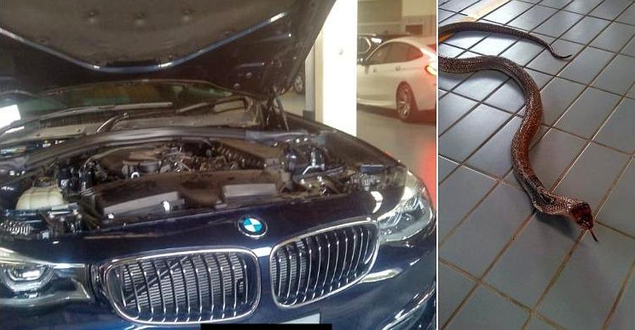 BMW 3-Series में घुसा 6 फुट का कोबरा; आगे का कोहराम देखिये [विडियो]