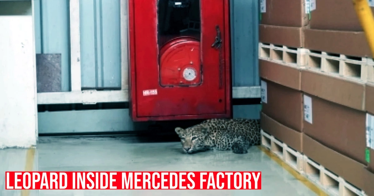 Mercedes Benz के पुणे कारखाने के अंदर तेंदुआ देखा गया: 6 घंटे के बाद बचाया गया [वीडियो]
