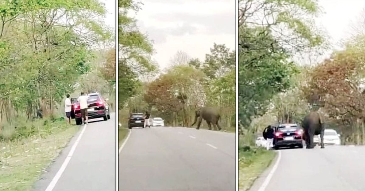 3 दोस्तों पर हाथी ने किया हमला: इसलिए आपको नेशनल पार्क में बाहर नहीं जाना चाहिए